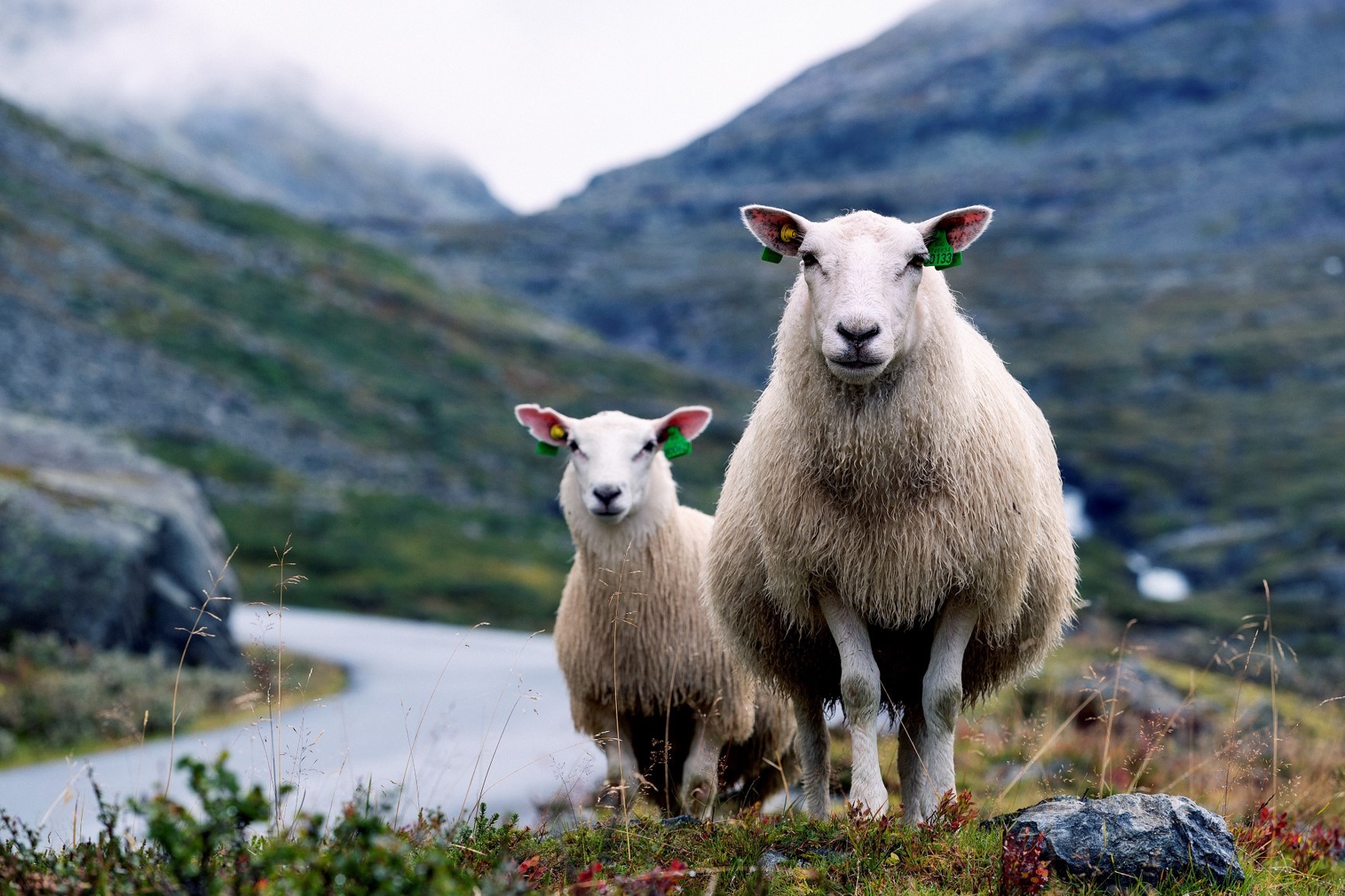 Norwegian wool - a long history with a bright future | Norilia