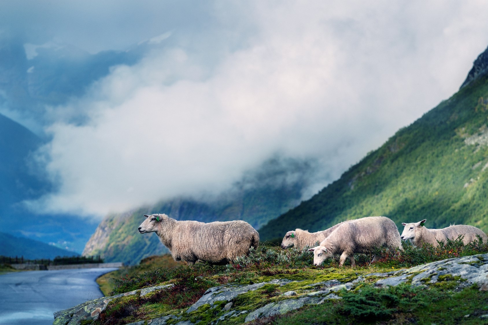 Sheep grazing in the mountain