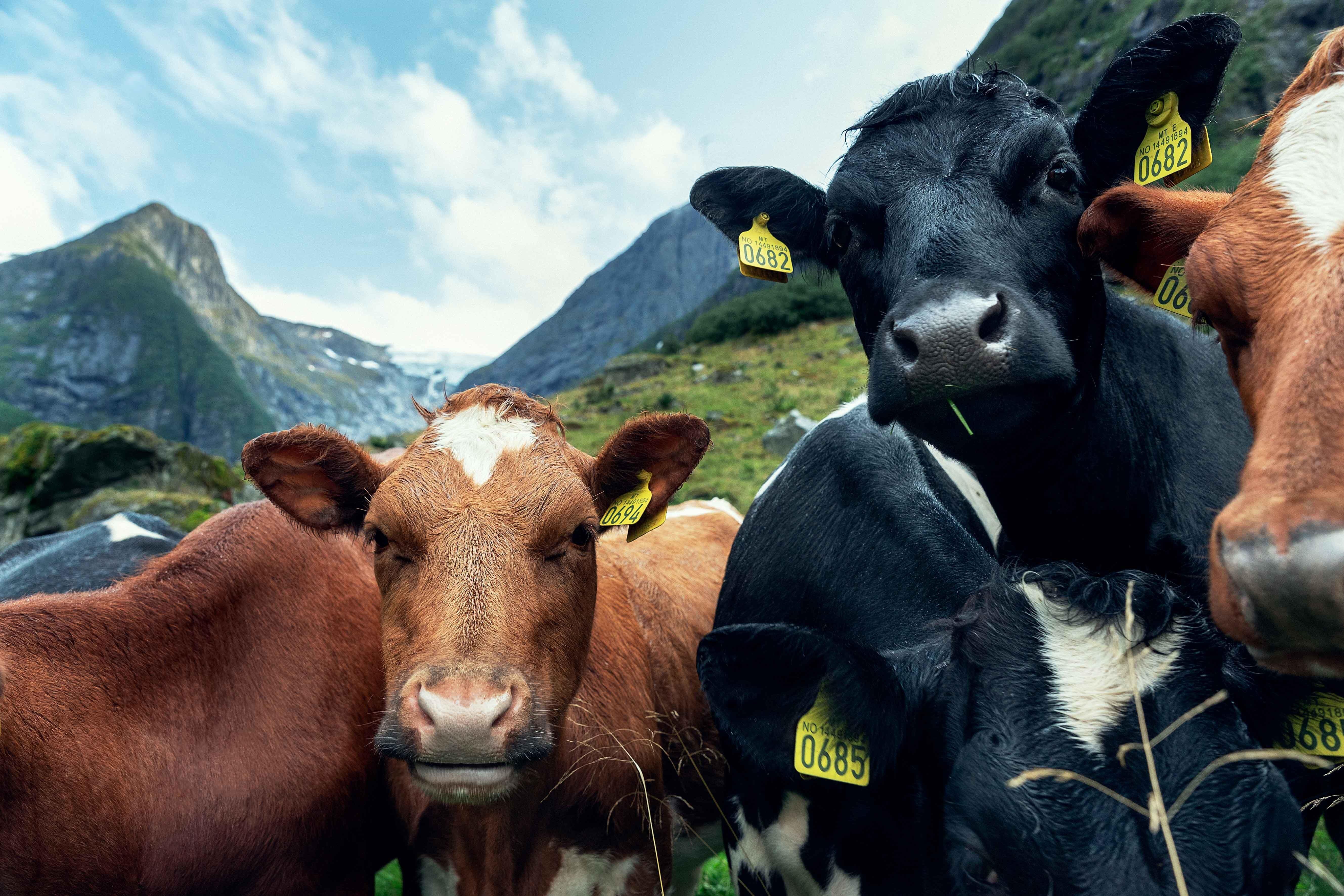 Cows grazing surrounded by Norwegian mountains
